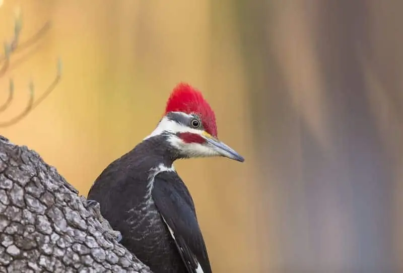 Pileated Woodpecker