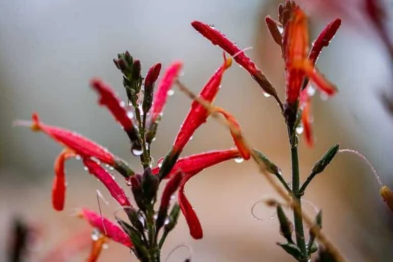 California fuchsia