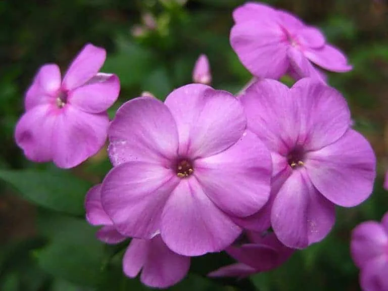 Phlox