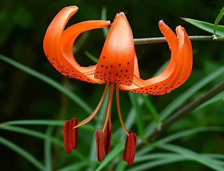 tiger lily