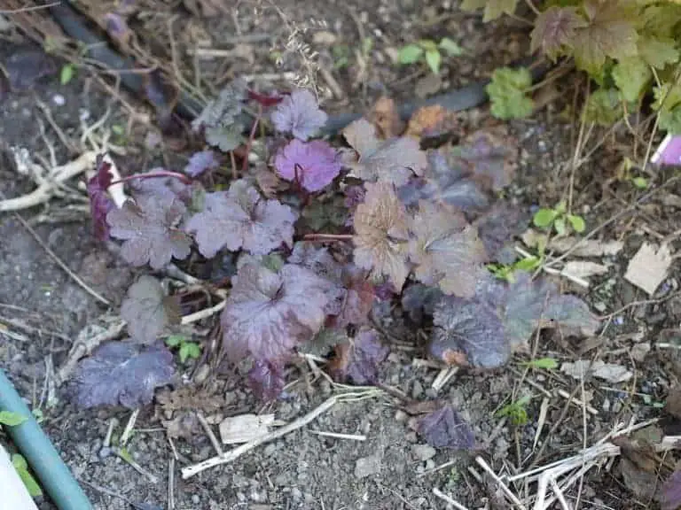 Heuchera / coral bells