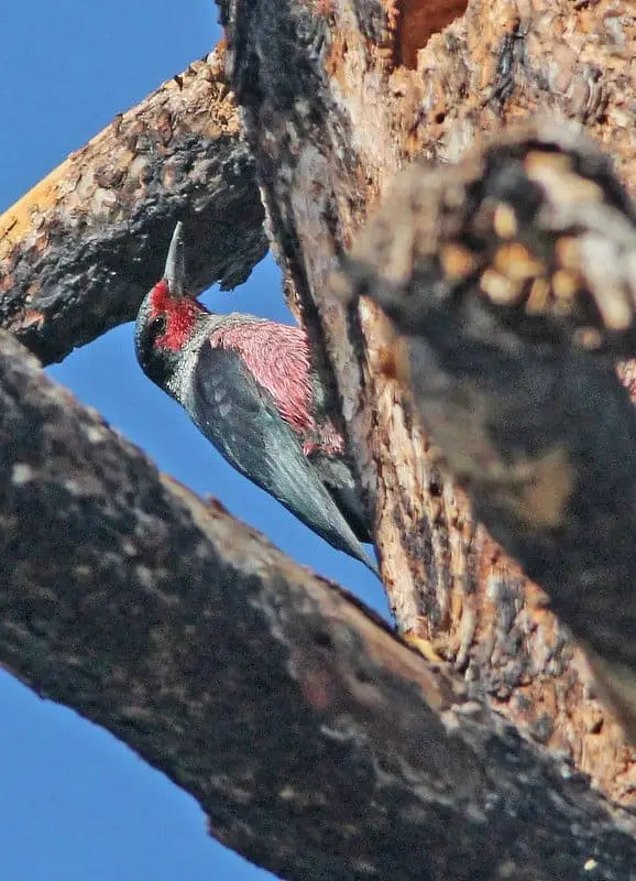 Lewis's Woodpecker