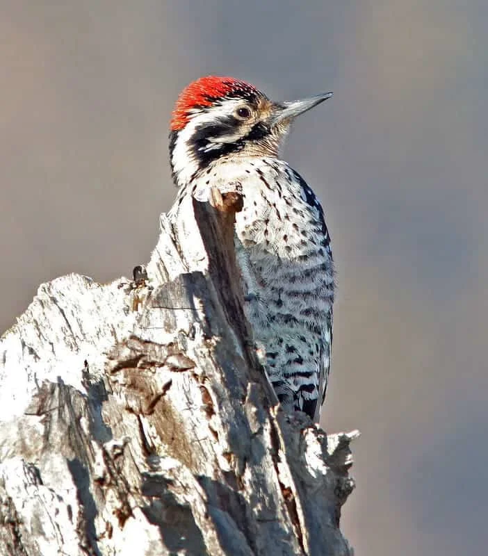 Ladder-Backed Woodpecker