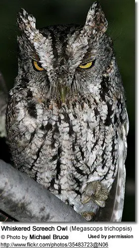 Whiskered Screech Owl