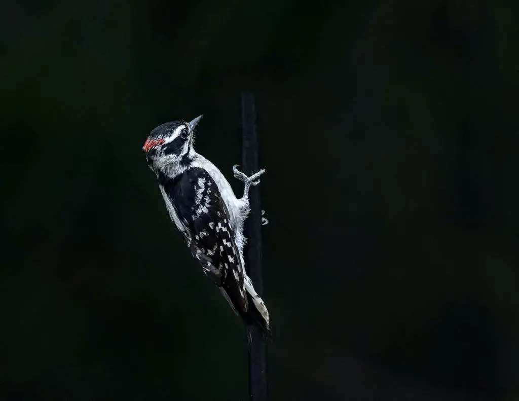 Woodpeckers In Ohio 7 Species With Pictures Wild Bird World,Short Tailed Opossum Setup