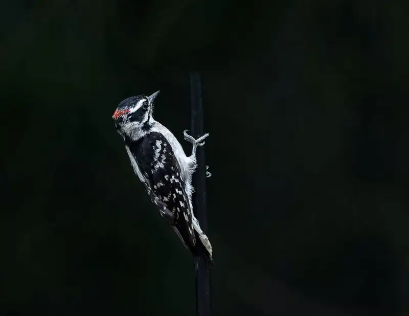 Downy Woodpecker