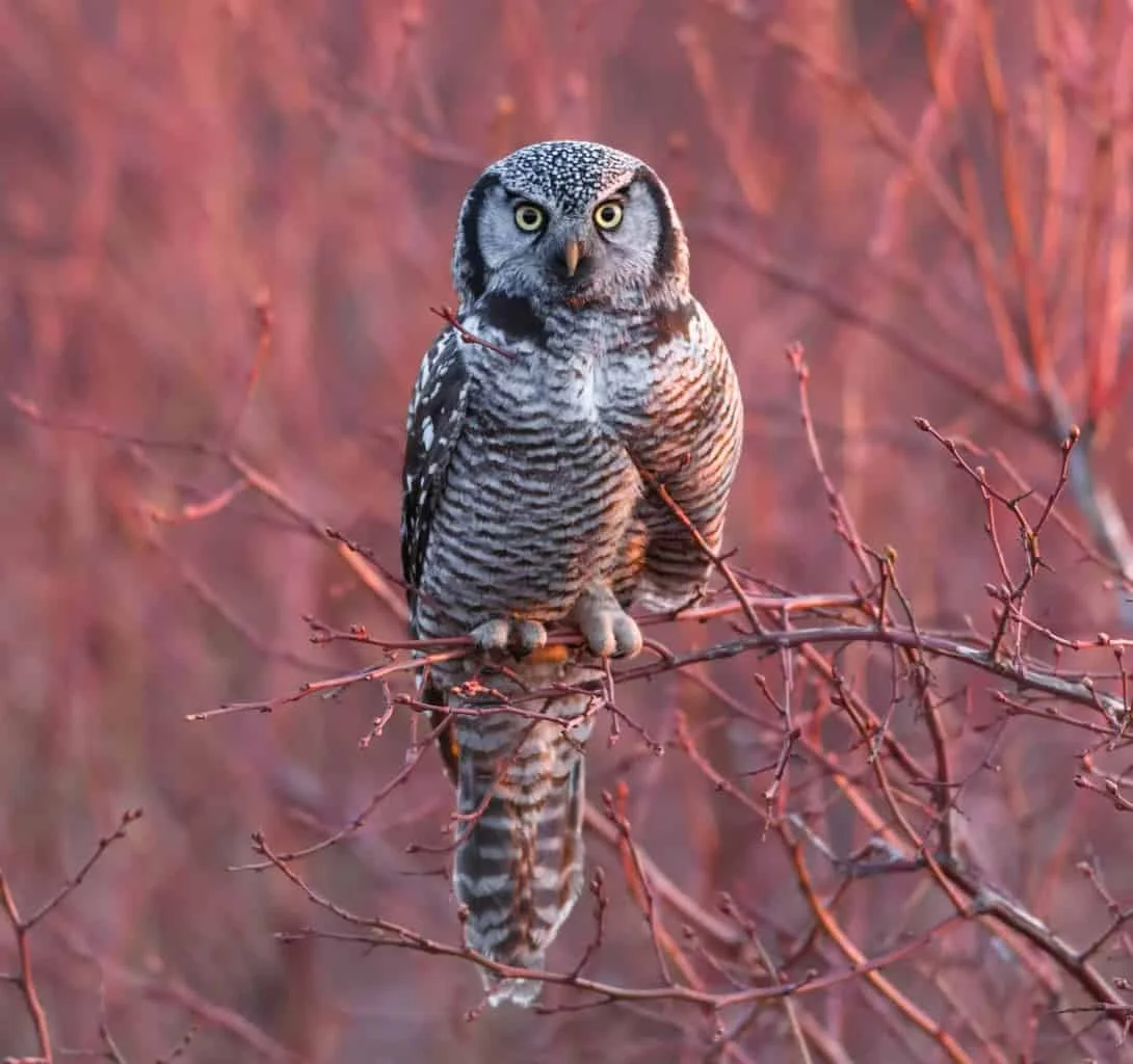 northern hawk owl