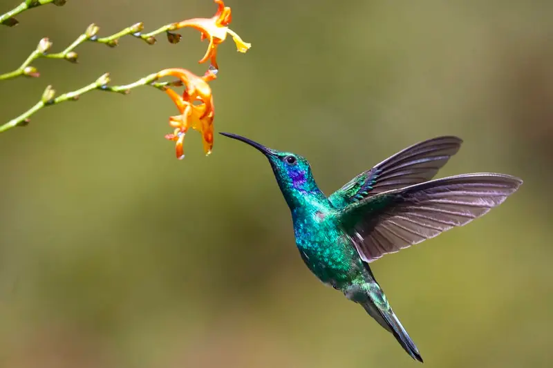 what-does-it-mean-to-see-a-hummingbird-wild-bird-world