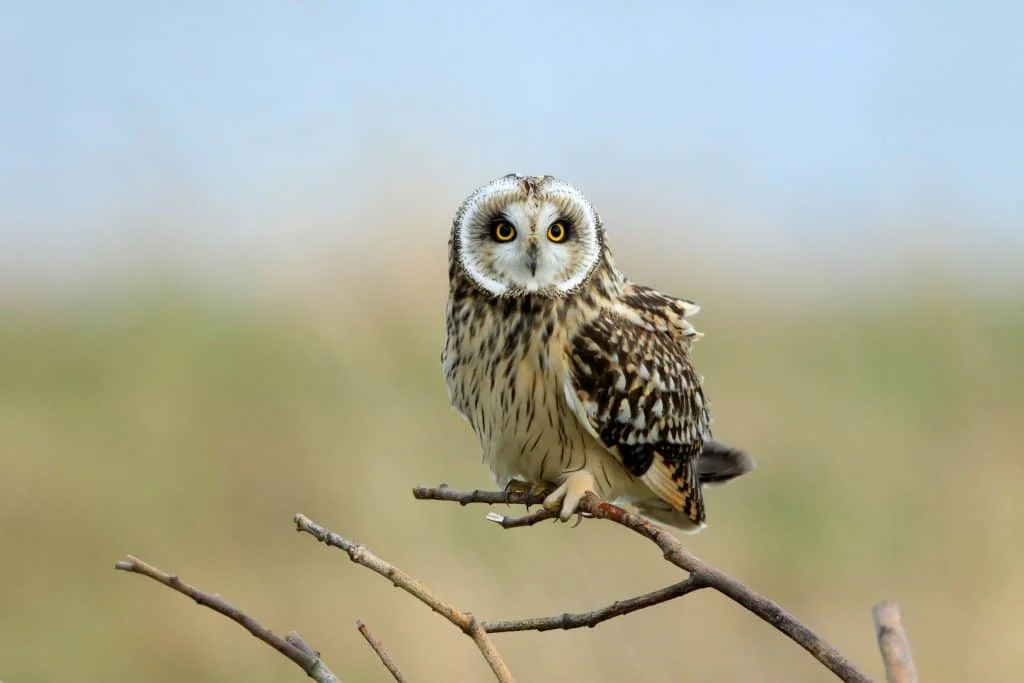 Short-Eared Owl