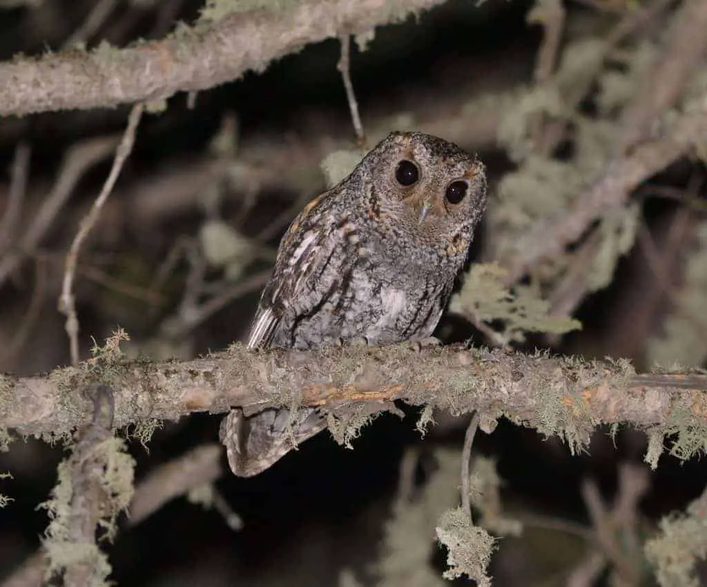 flammulated owl