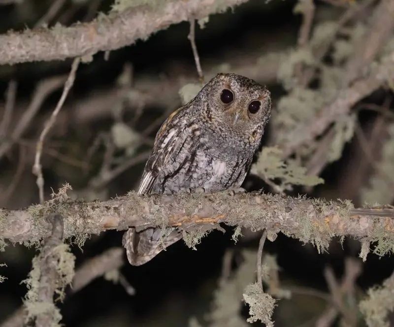 owls-in-texas-14-species-with-pictures-wild-bird-world