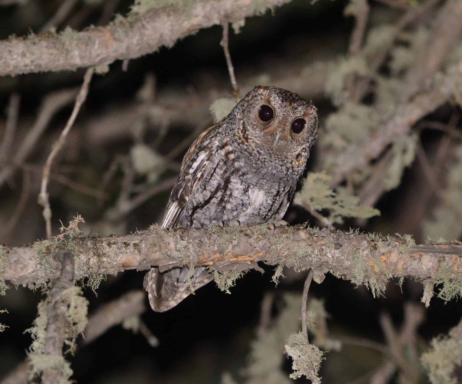 Owls in California (14 Species with Pictures) - Wild Bird World