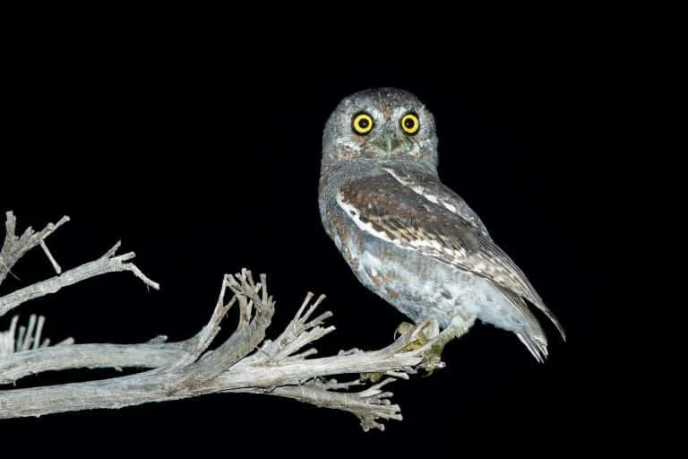 Owls in California (14 Species with Pictures) Wild Bird World