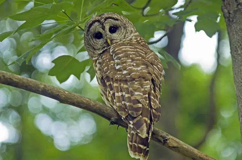 Owls in North Carolina (13 Species with Pictures) Wild Bird World