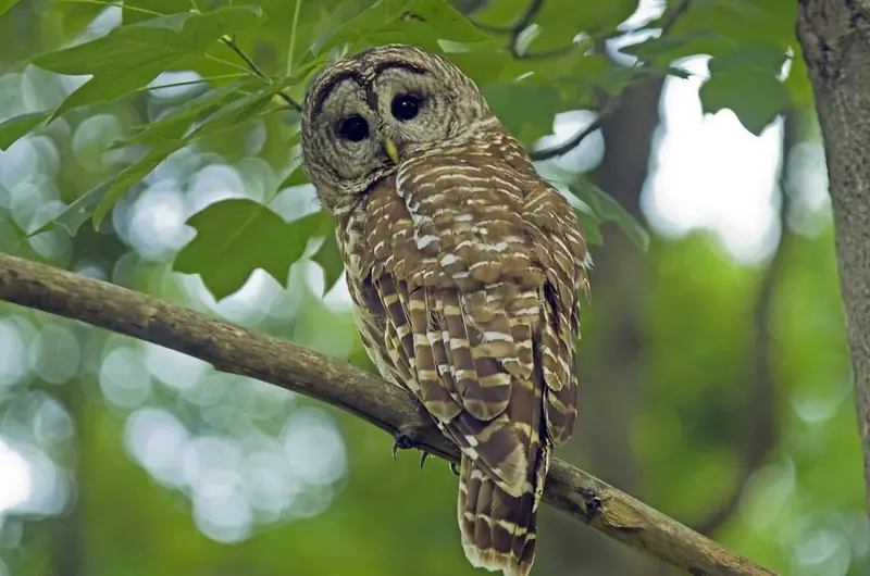 Owls In North Carolina 13 Species With Pictures Wild Bird World