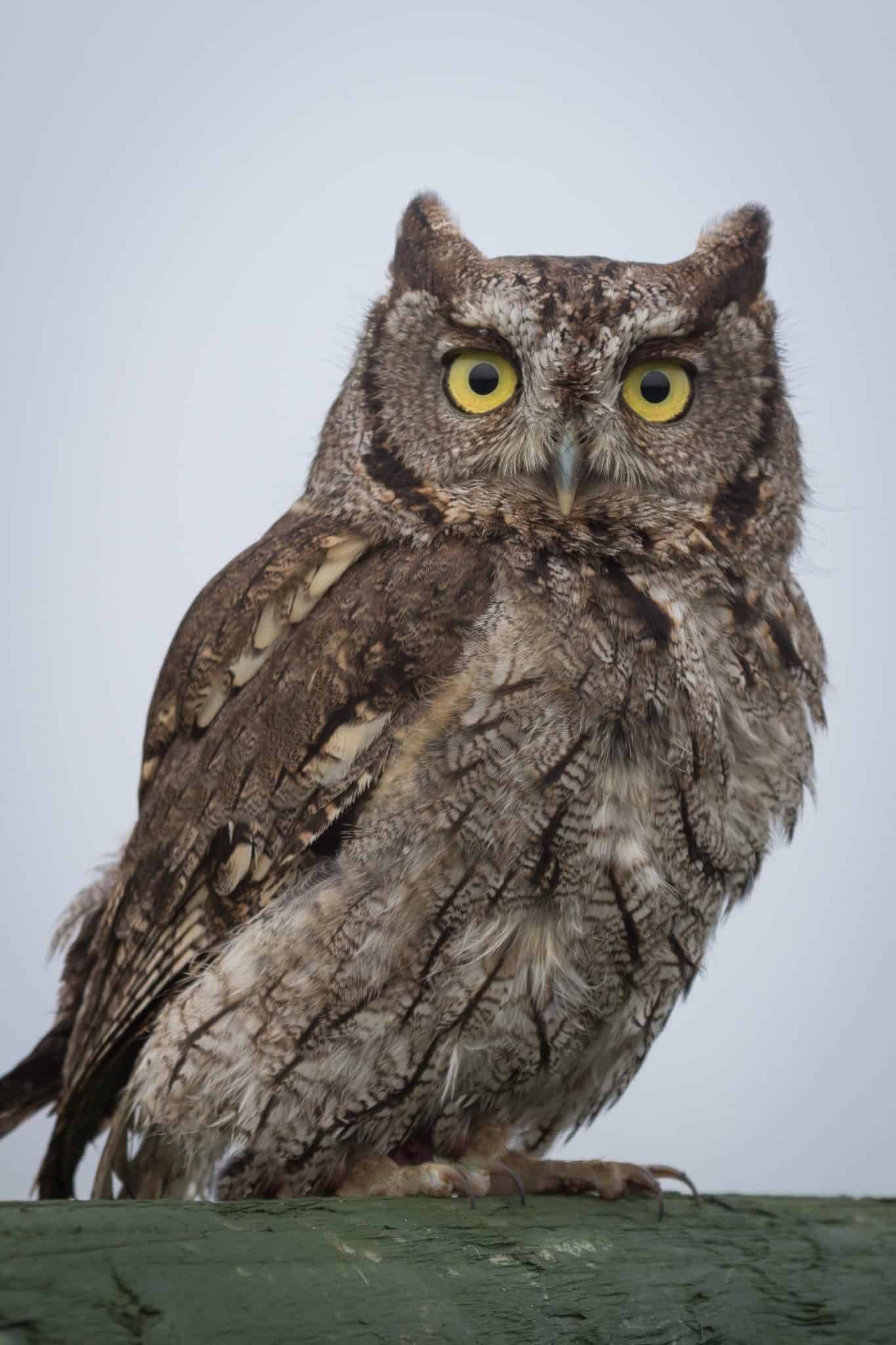 Owls in North Carolina (13 Species with Pictures) - Wild Bird World