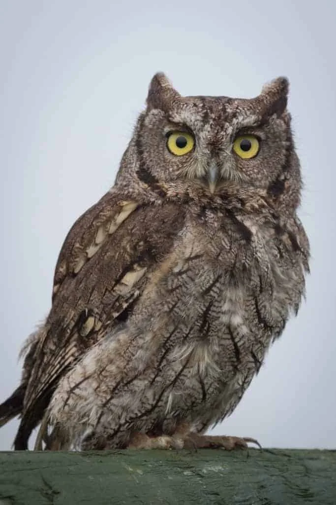 Western Screech Owl