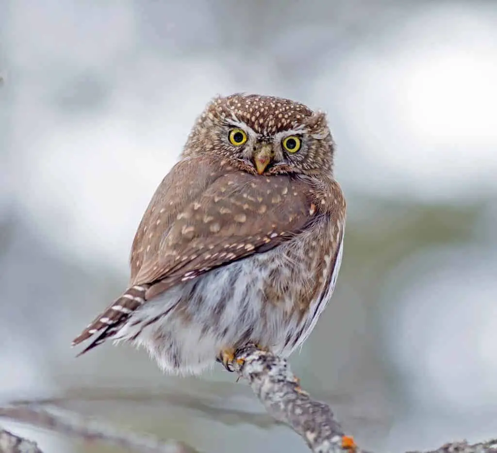 owls in northern colorado