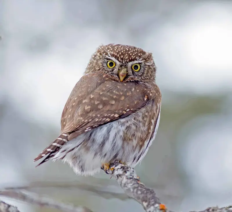 Owls in Colorado (13 Species with Pictures) Wild Bird World
