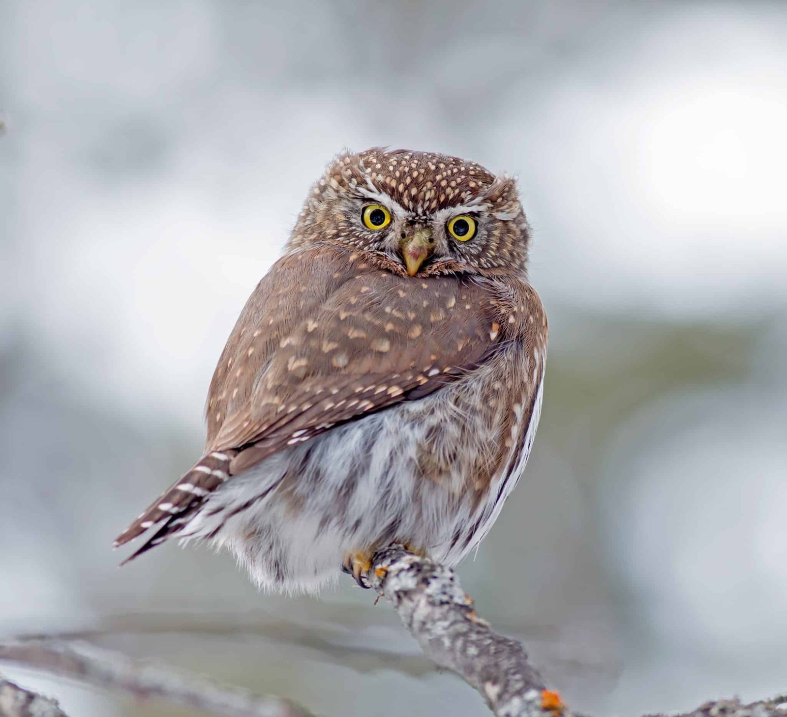 Owls in California (14 Species with Pictures) - Wild Bird World