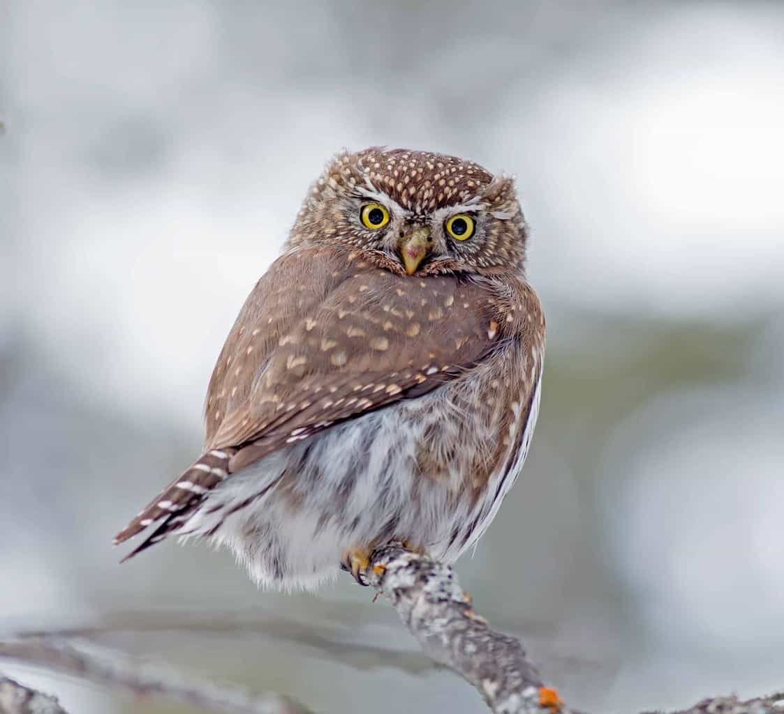 Owls in Alaska (10 Species with Pictures) - Wild Bird World