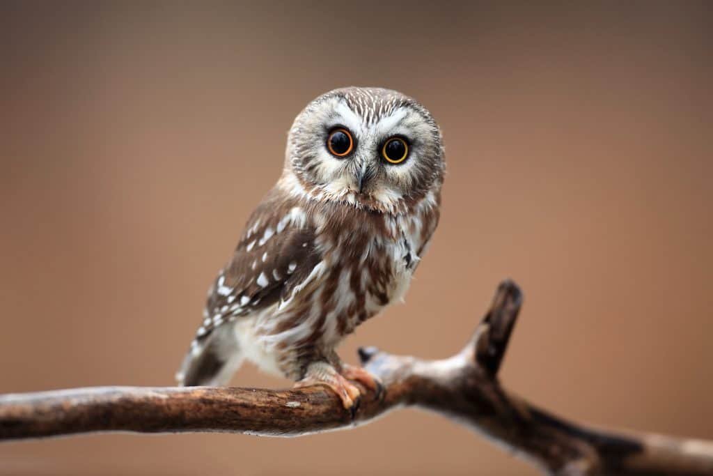 northern saw whet owl