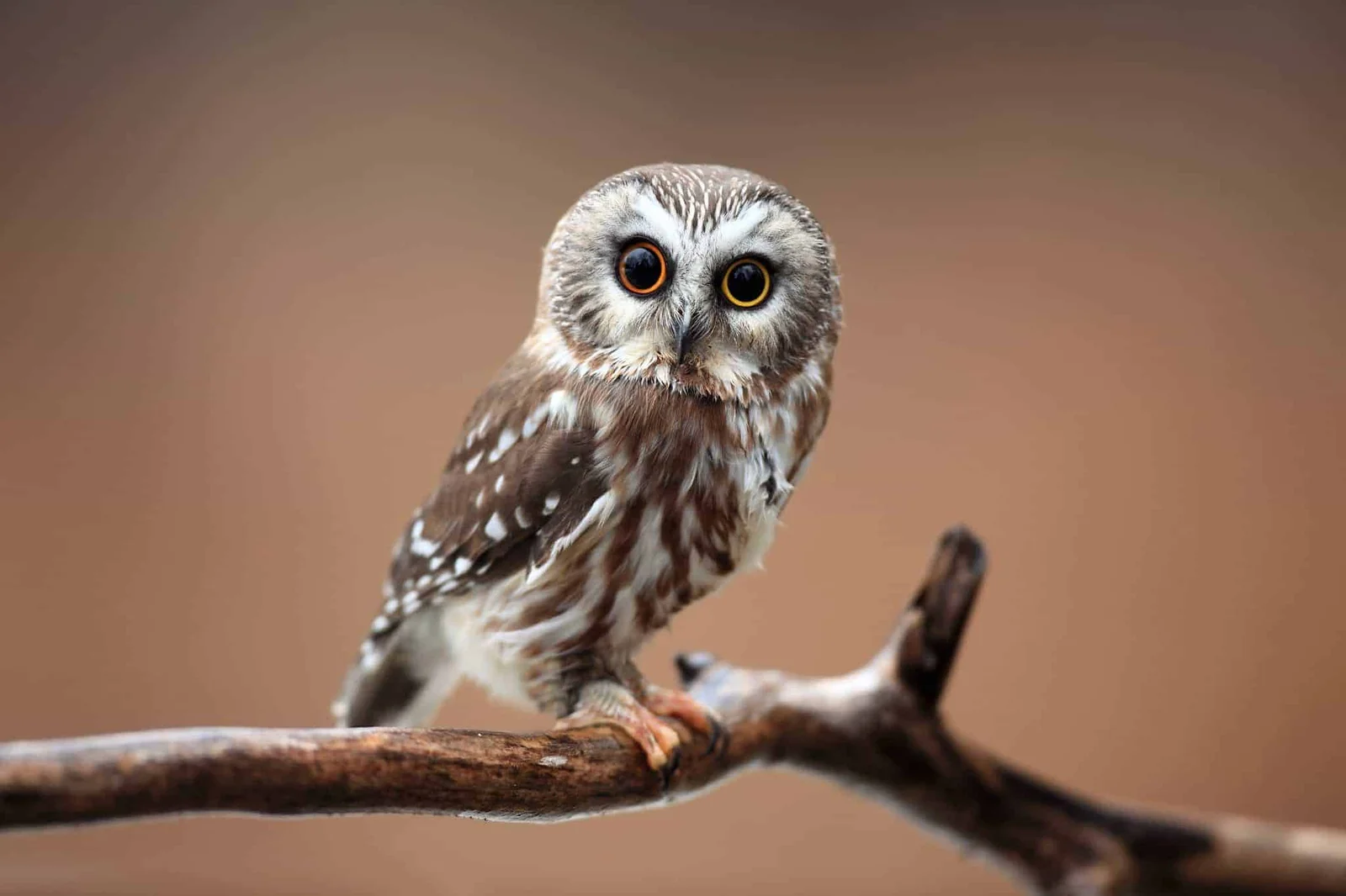 great horned owl wingspan