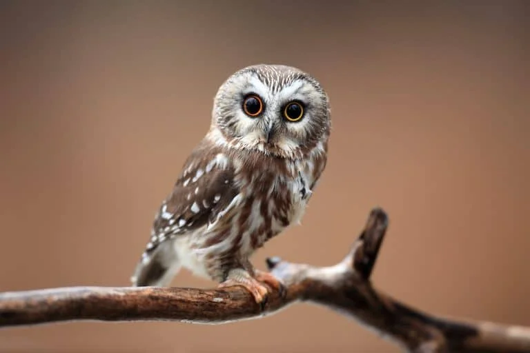 Owls in Texas (14 Species with Pictures) - Wild Bird World