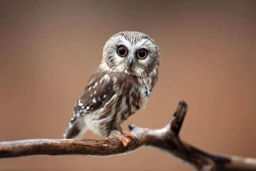 Owls in Indiana (8 Species with Pictures) - Wild Bird World