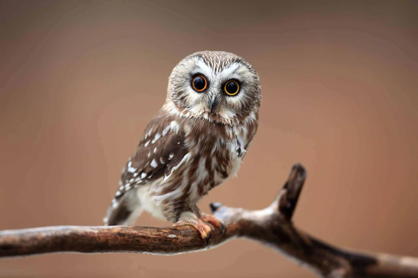 northern saw whet owl