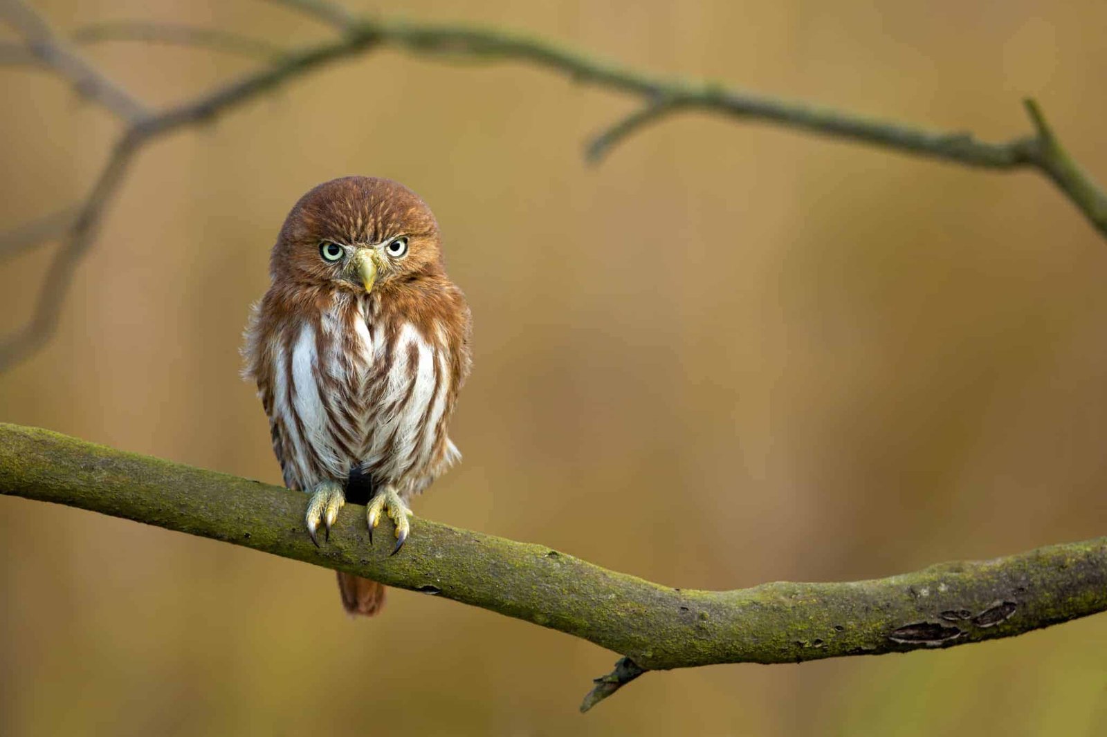 Сидит сова. Ferruginous Pygmy Owl. Сова на ветке. Сова сидит на ветке. Сыч на ветке.