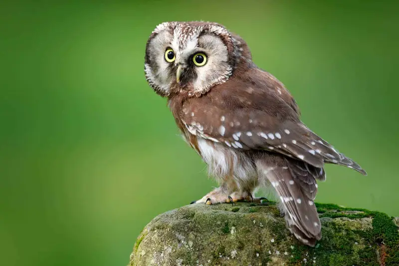 Owls in North Carolina (13 Species with Pictures) Wild Bird World