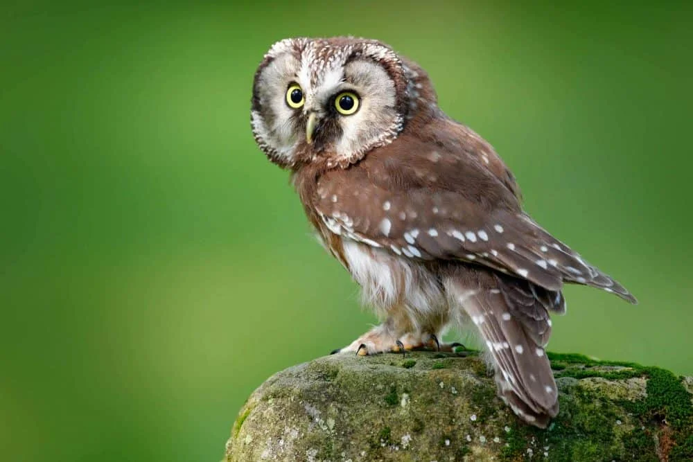 Owls in Connecticut (12 Species with Pictures) - Wild Bird World