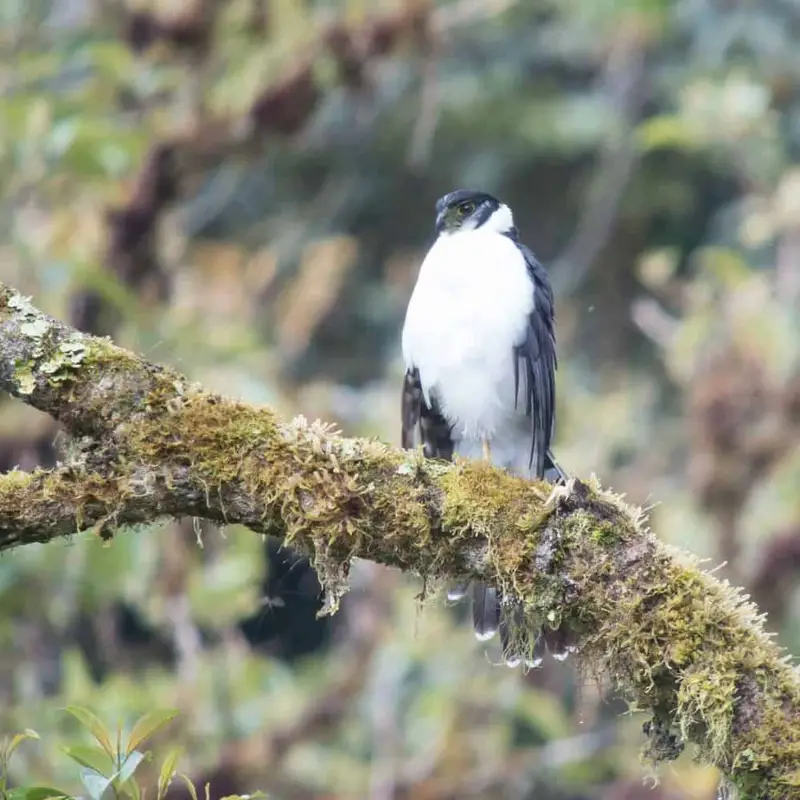 Falcons in Texas (8 Species with Pictures) Wild Bird World