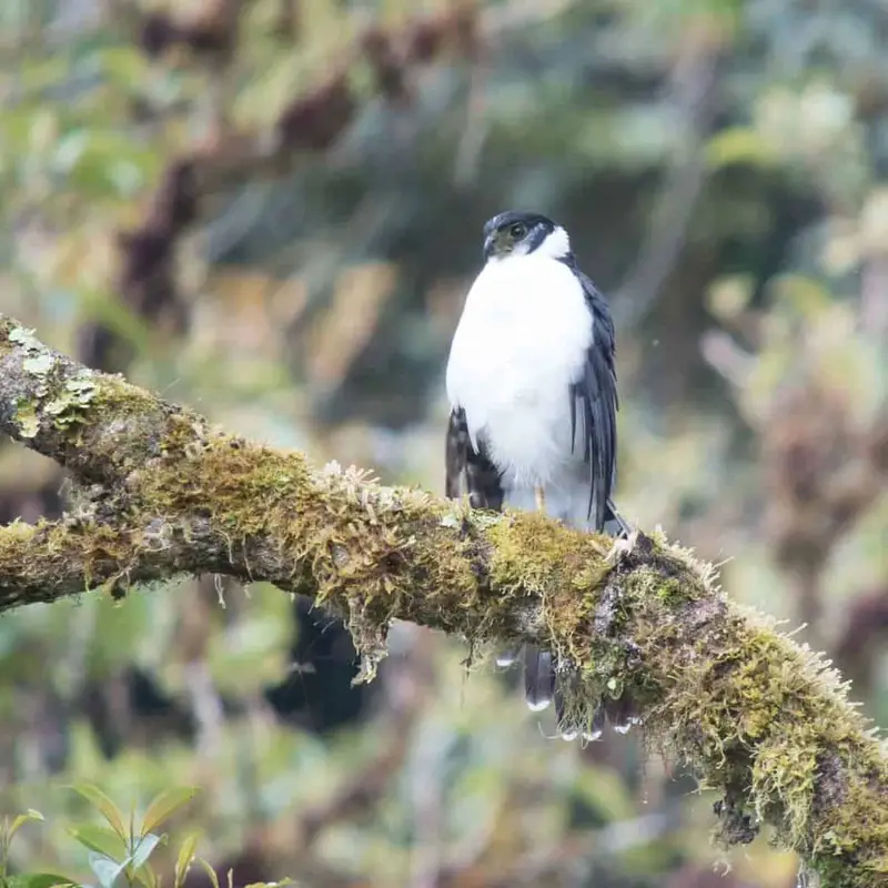 Falcons in Texas (8 Species with Pictures) - Wild Bird World