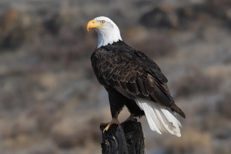 bald eagle