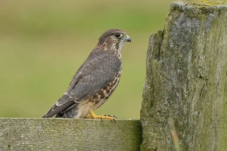 Falcons in Virginia (6 Species with Pictures) Wild Bird World