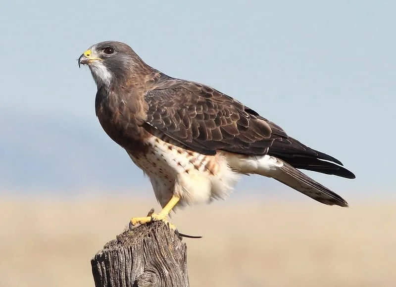 Hawks of Montana (9 Species with Pictures) - Wild Bird World