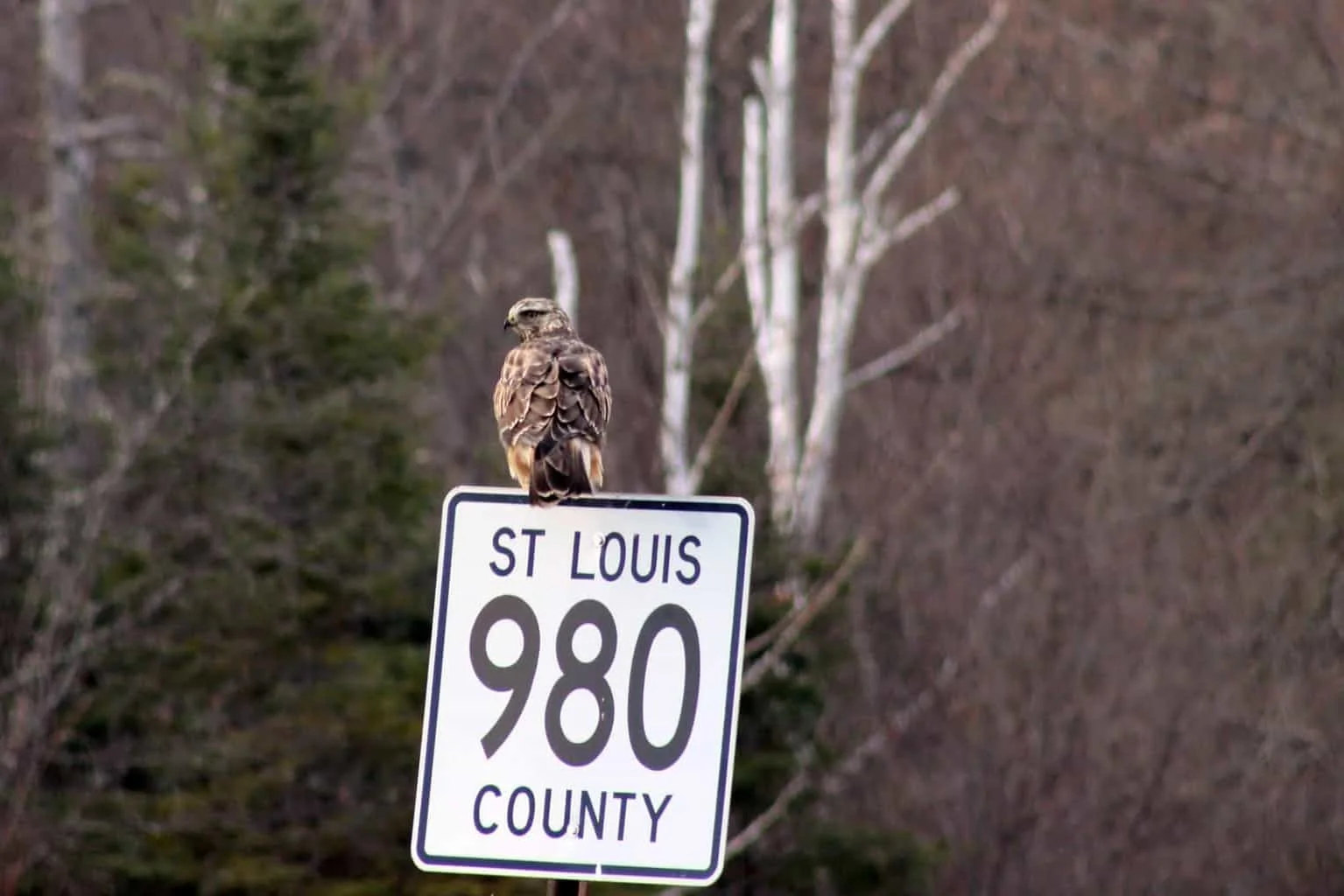 Rough-Legged Hawk