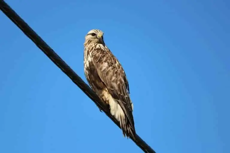 large hawk species