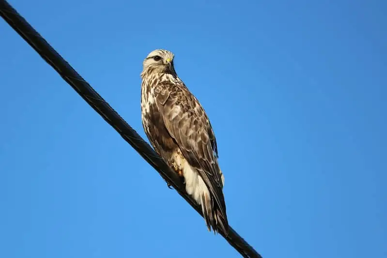 Rough-Legged Hawk