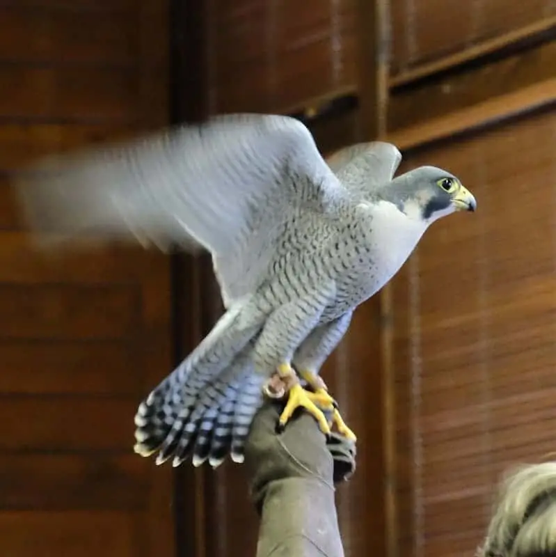 Peregrine Falcon