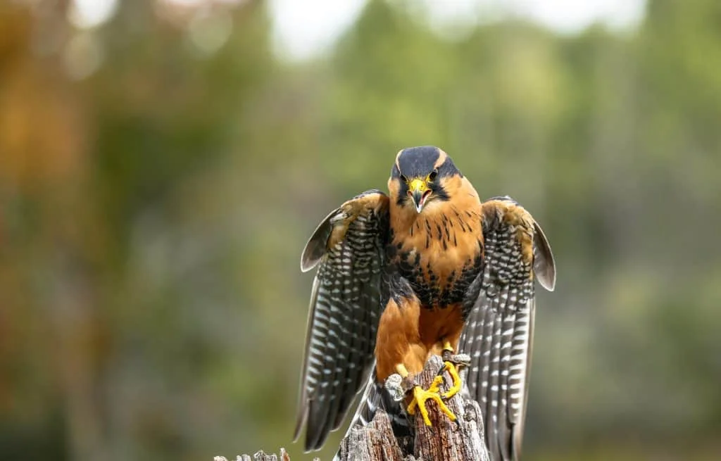 Aplomado Falcon