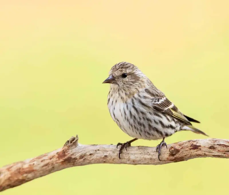 Finches of Alabama (8 Species with Pictures) - Wild Bird World