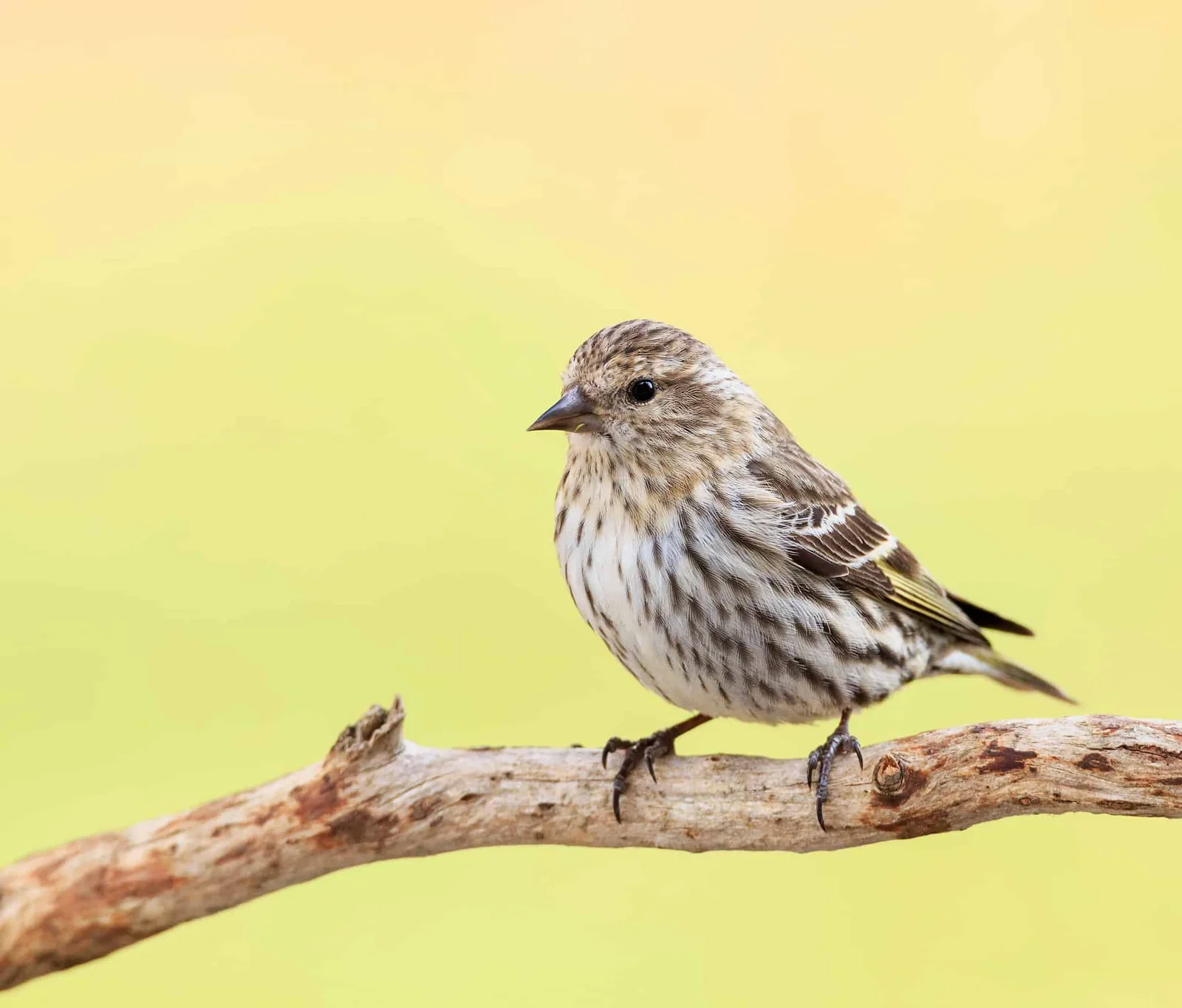 Pine Siskin