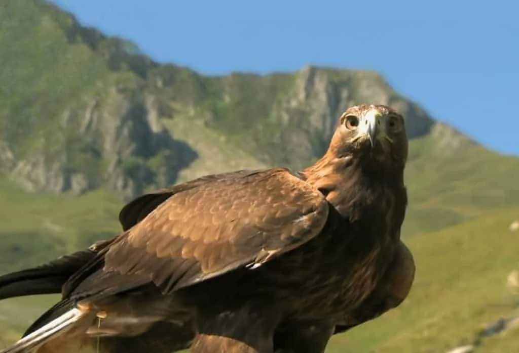 golden eagle