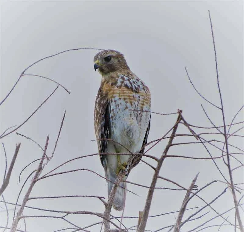 Red-Shouldered Hawk