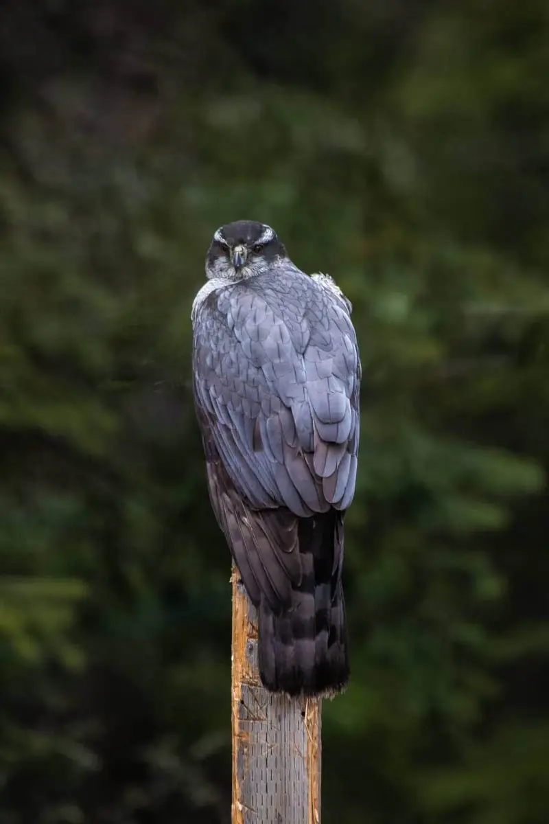 Hawks in Kansas (11 Species with Pictures) - Wild Bird World