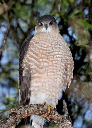 Cooper's Hawk