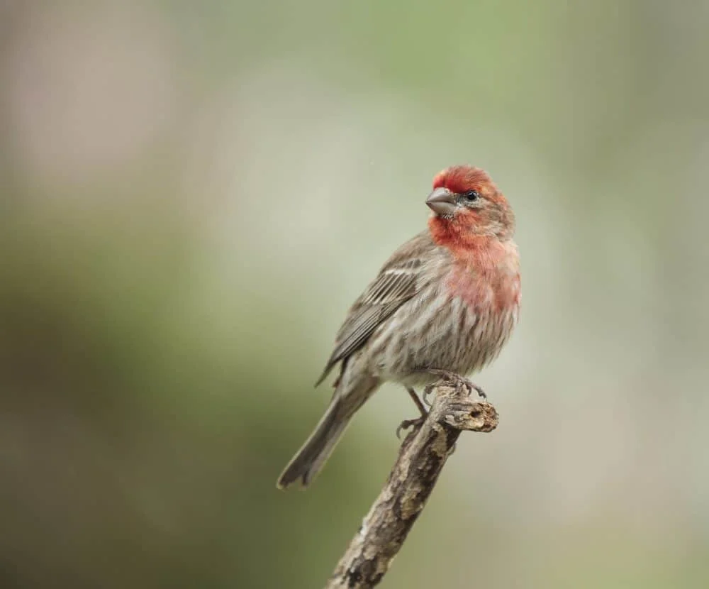 Finches of Arkansas (5 Species with Pictures) Wild Bird World